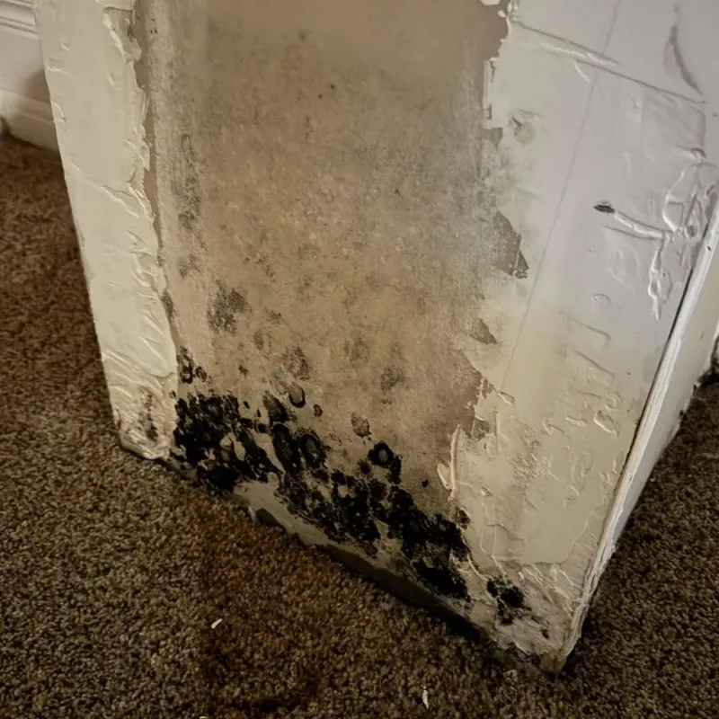 Professional Mold Removal in Jacksonville, TX